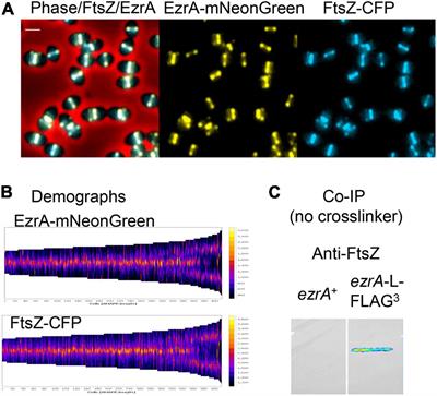 FtsZ-Ring Regulation and Cell Division Are Mediated by Essential EzrA and Accessory Proteins ZapA and ZapJ in Streptococcus pneumoniae